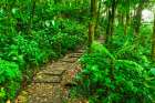 Forest trail at the Monte Verde Cloud Forest Preserve, Alajuela Province, Costa Rica Art Print
